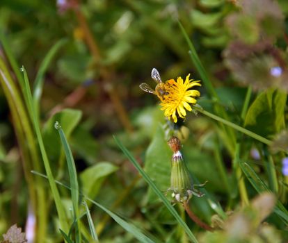 bee on yellow dandelion flower over blur green natural background