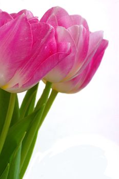 Lots of pink tulips