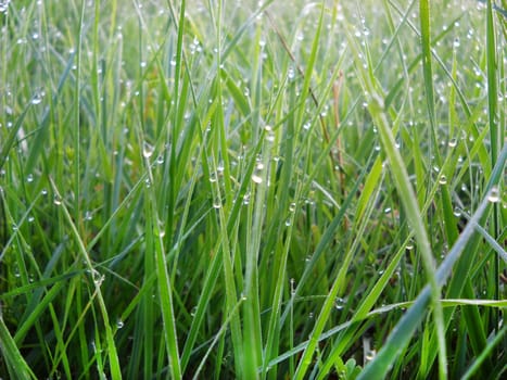 green grass with water drops natural background