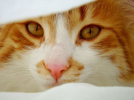 red white cat between white blankets