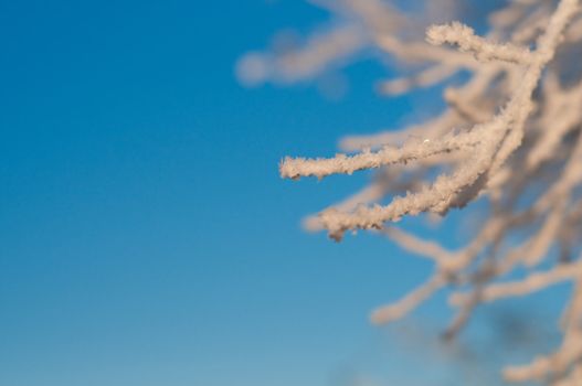 Shot of beautiful frozen bush and blue sky