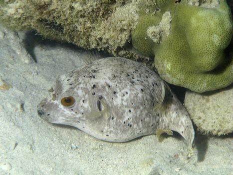 Pufferfish in the Andaman Sea near Ko Hai, Thailand.