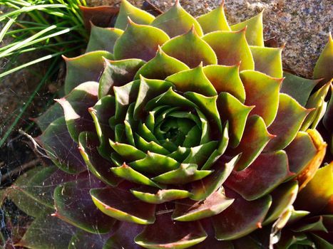 Details of green and red houseleek succulent