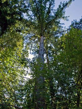 Deep in the forest green beautiful tree landscape