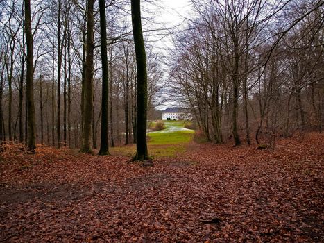 Autumn Forest in the autumn fall with loads of fallen leaves
