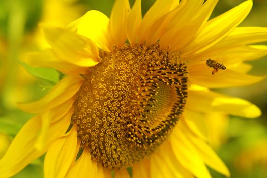 Bee is flying to sunflower