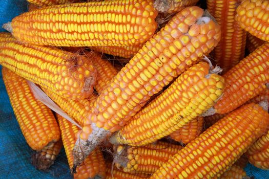 Harvested Corn