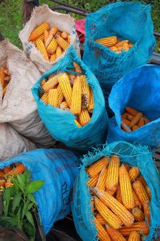 Harvested Corn