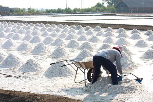 Collecting salt on traditional way on the salt field in Samut Songkham,Thailand
