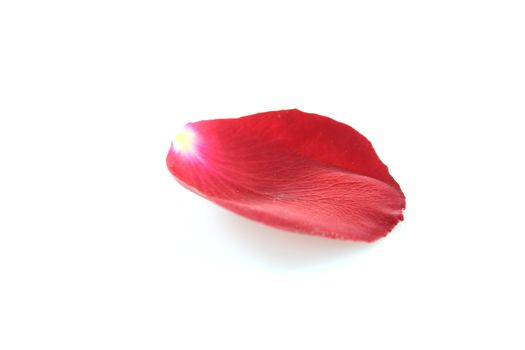 Petal of a rose, on a white background.