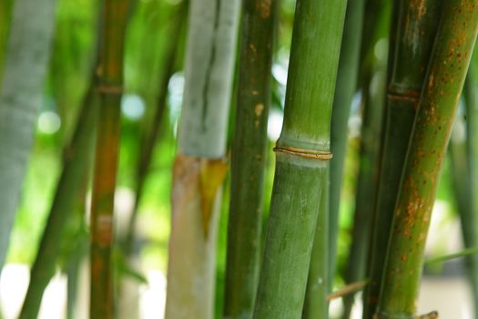 green bamboo background