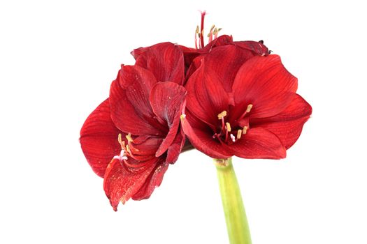 Hippeastrum intiflorum, Voluptuous , Amaryllis close up