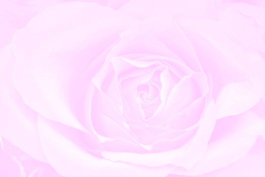 Rose pink background - texture