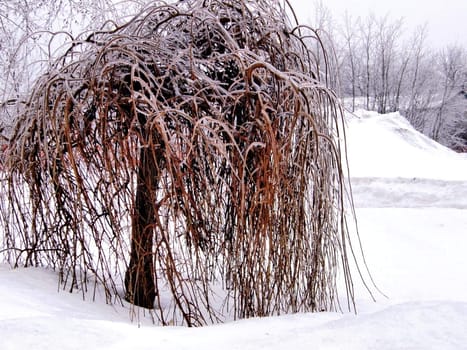 a funny frosted tree after an ice storm in winter