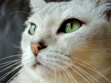 close up of burmilla cat
