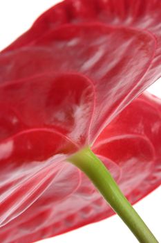 Anthurium isolated on white (sex symbol)