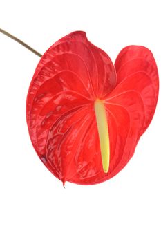 Anthurium isolated on white (sex symbol)