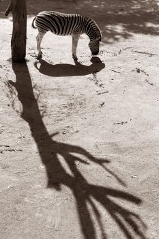 Sad zebra with the shadow