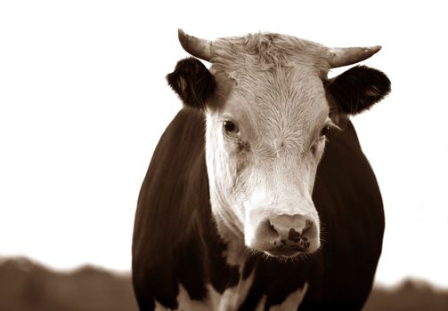 Portrait sad the cow isolated on a white background
