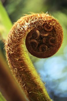 Fern unravelling close-up on dim background