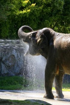 The elephant bathes in water. Zoo in New Zealand