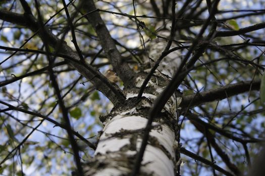 BIRCH TREE on spring timer