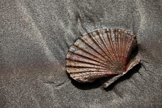 The image of a wet cockleshell close-up on sand