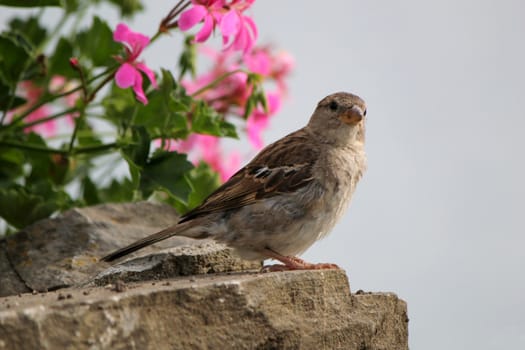 Brown city sparrow standing on a little stone next to beautiful pink flowers and looking at the photographer