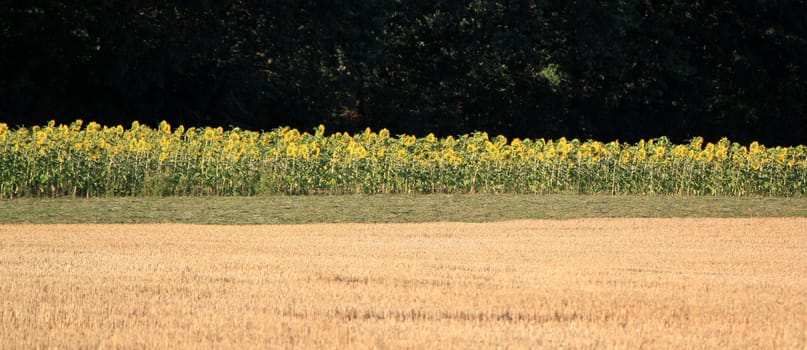 Field of sunflowers in front of a forest by sunset