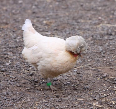 white chicken