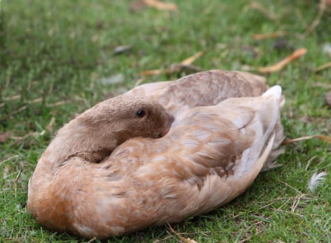 sleeping duck