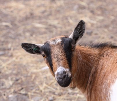 goat