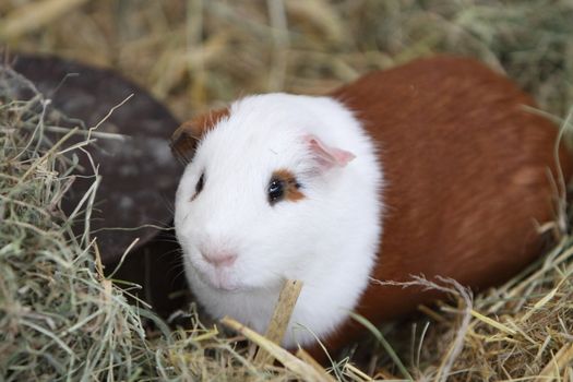 guinea pig