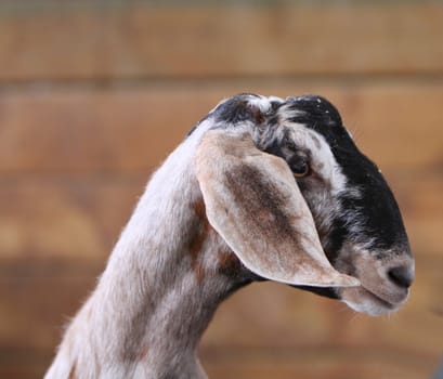 goat
