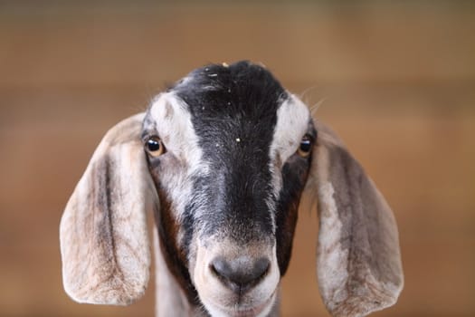 goat