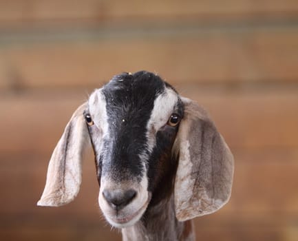 goat