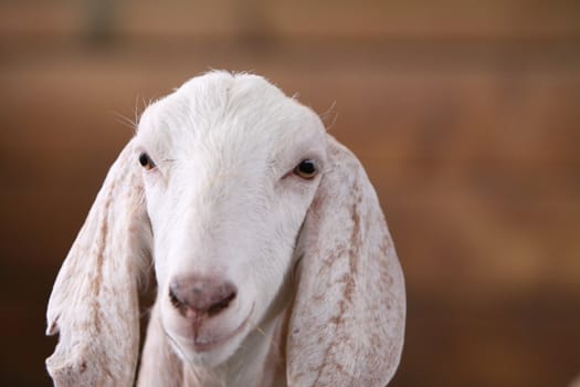 goat