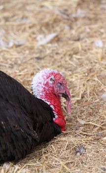 turkey