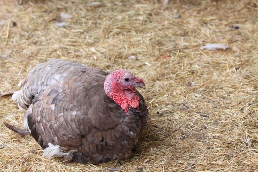 turkey