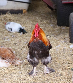 rooster