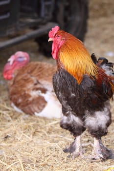 rooster