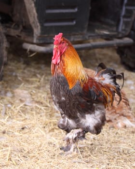 cockerel