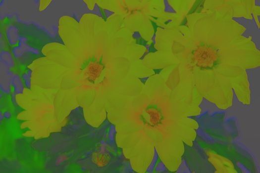 Psychodelic chrysanthemum flower (close up)