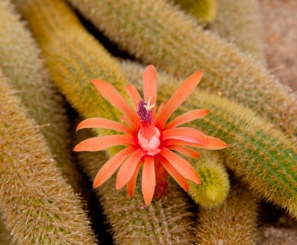 Cactus flower known as Cleistocactus Winteri with bright orange blossoms