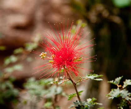 Baja Fairy Duster flower on cactus known as Calliandra Californica and found in the Mojave and Sonoran Deserts