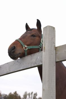 A beautiful horse is resting his head on the fence.