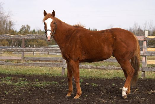 A horse standing near the fence looking at the viewer.