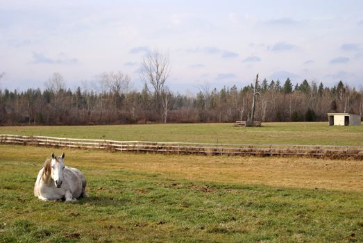 A beautiful white horse soaks up the sun on this horse ranch.