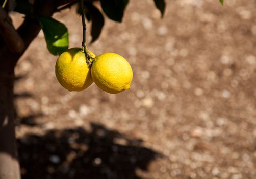 Limone on Lake Garda was a key location for growing lemons in Italy