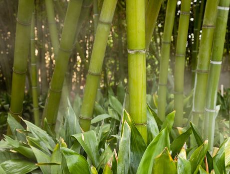 Bamboo stems in forest surrounded by mist